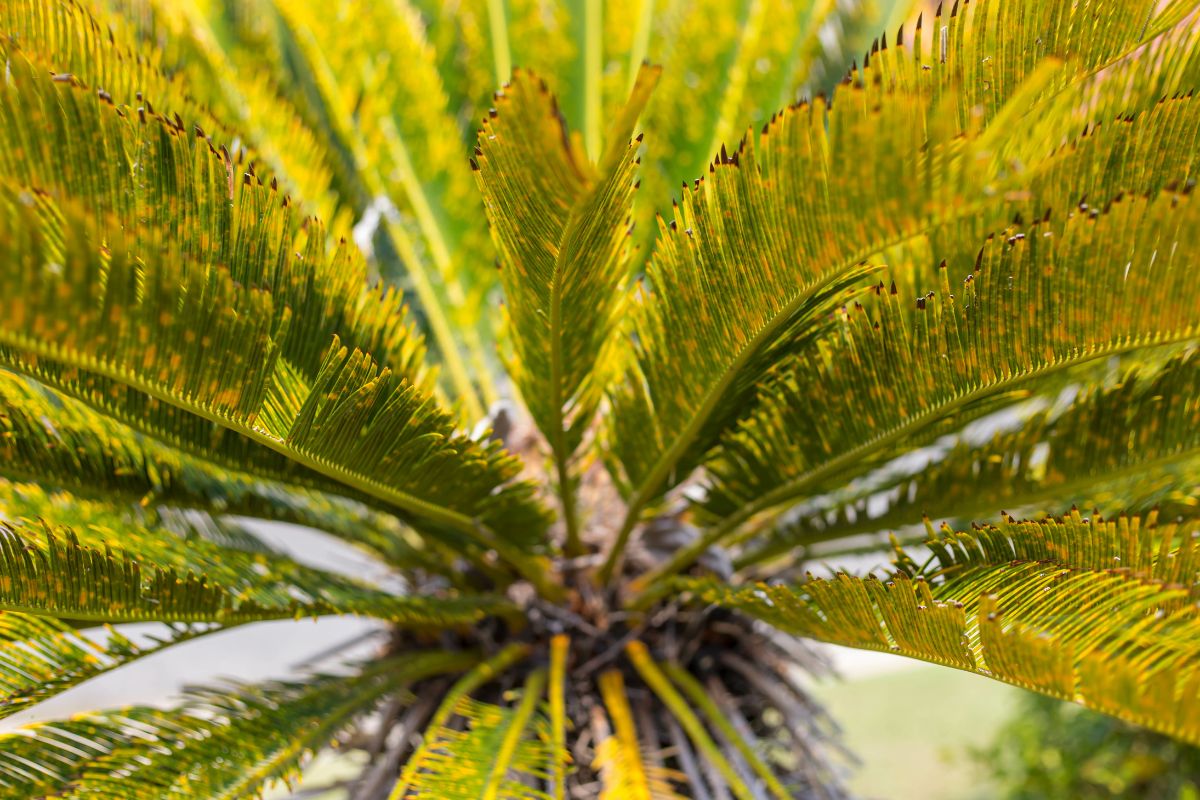 Pianta cycas