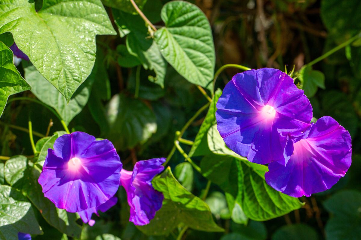 piante con fiori a imbuto Ipomea