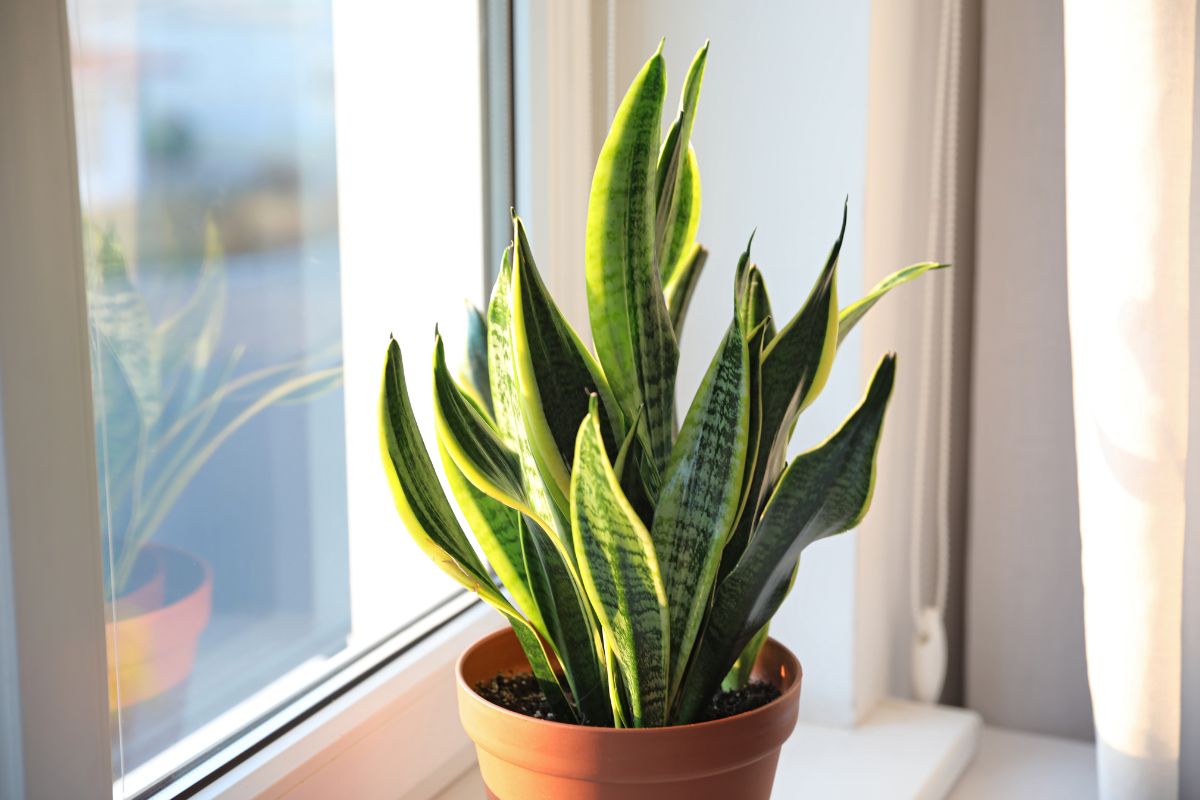 Sansevieria pianta utile in casa