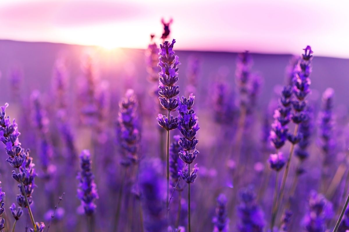 Perché la pianta di lavanda si secca alla base