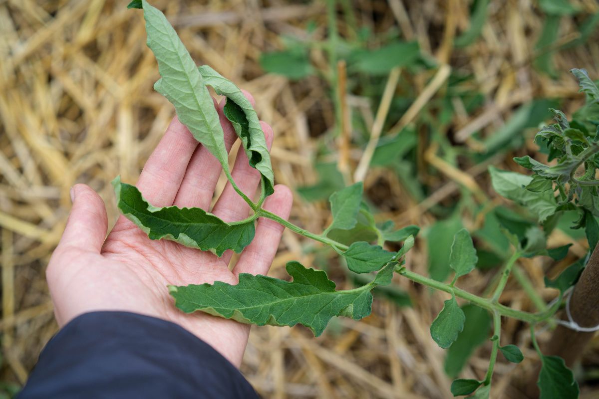 Perché le foglie dei tuoi pomodori si arricciano