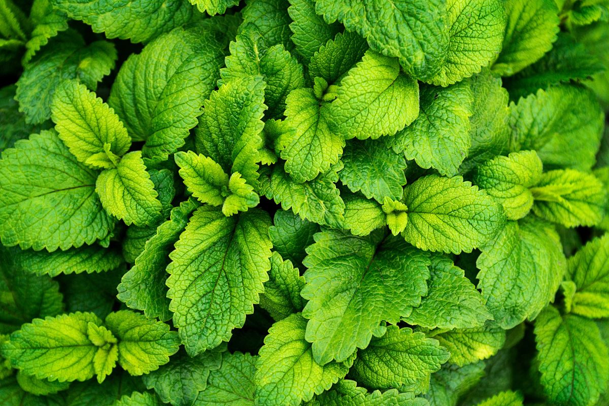 Coltivare la menta in vaso sul terrazzo