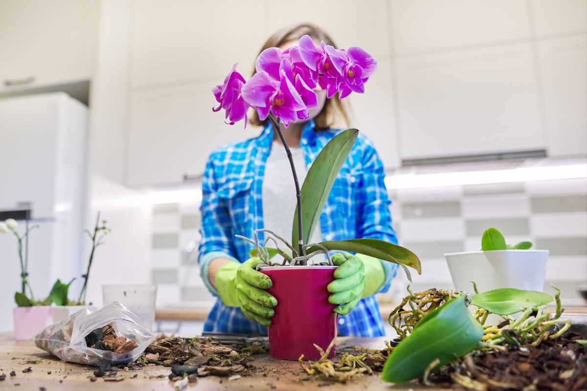 Quando cambiare il vaso delle orchidee