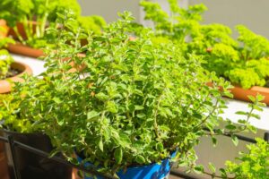 Coltivare origano sul balcone