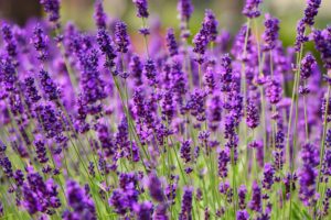 Lavanda si secca alla base come risolvere