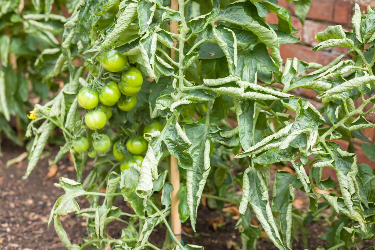 Le foglie dei tuoi pomodori si arricciano