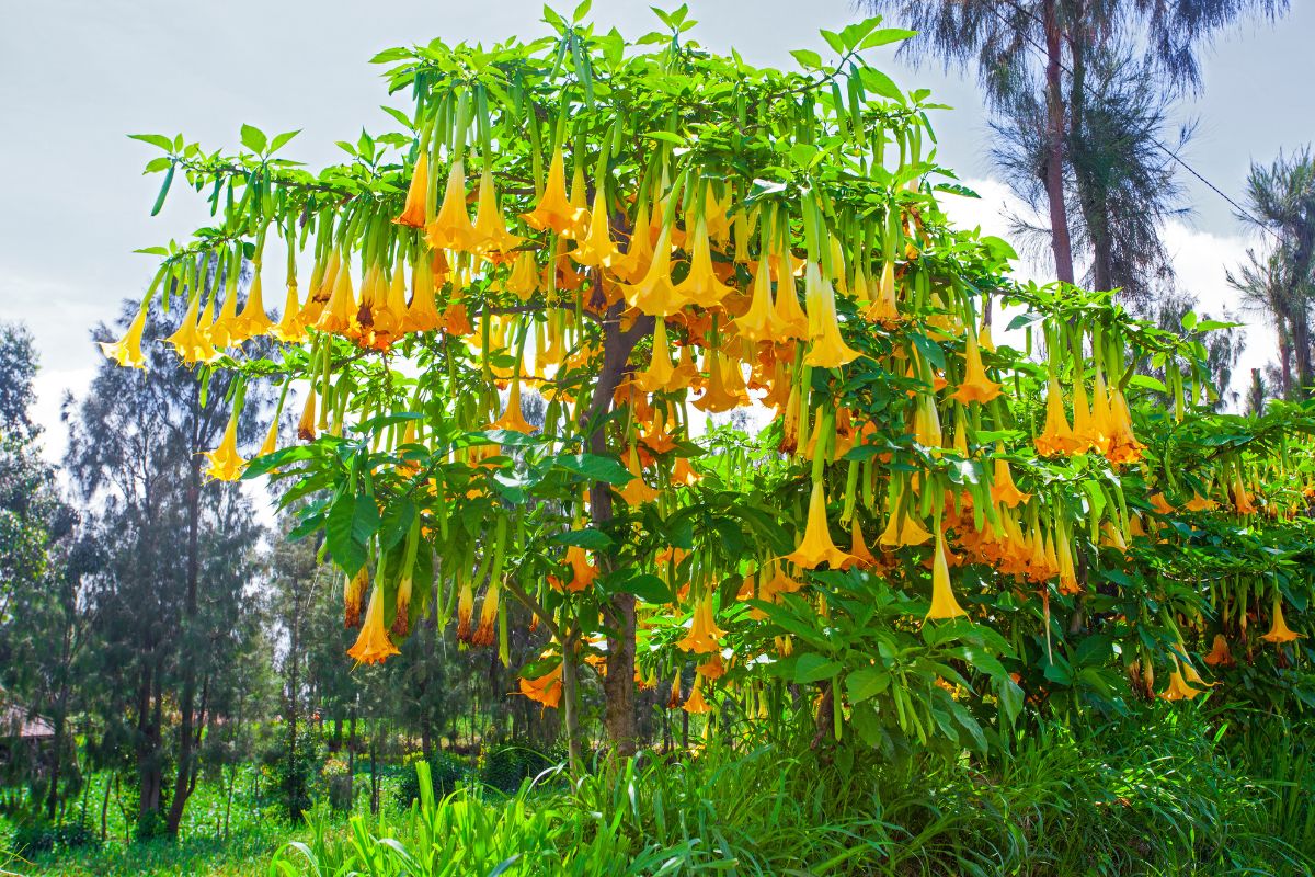 Brugmansia Piante con fiori a imbuto