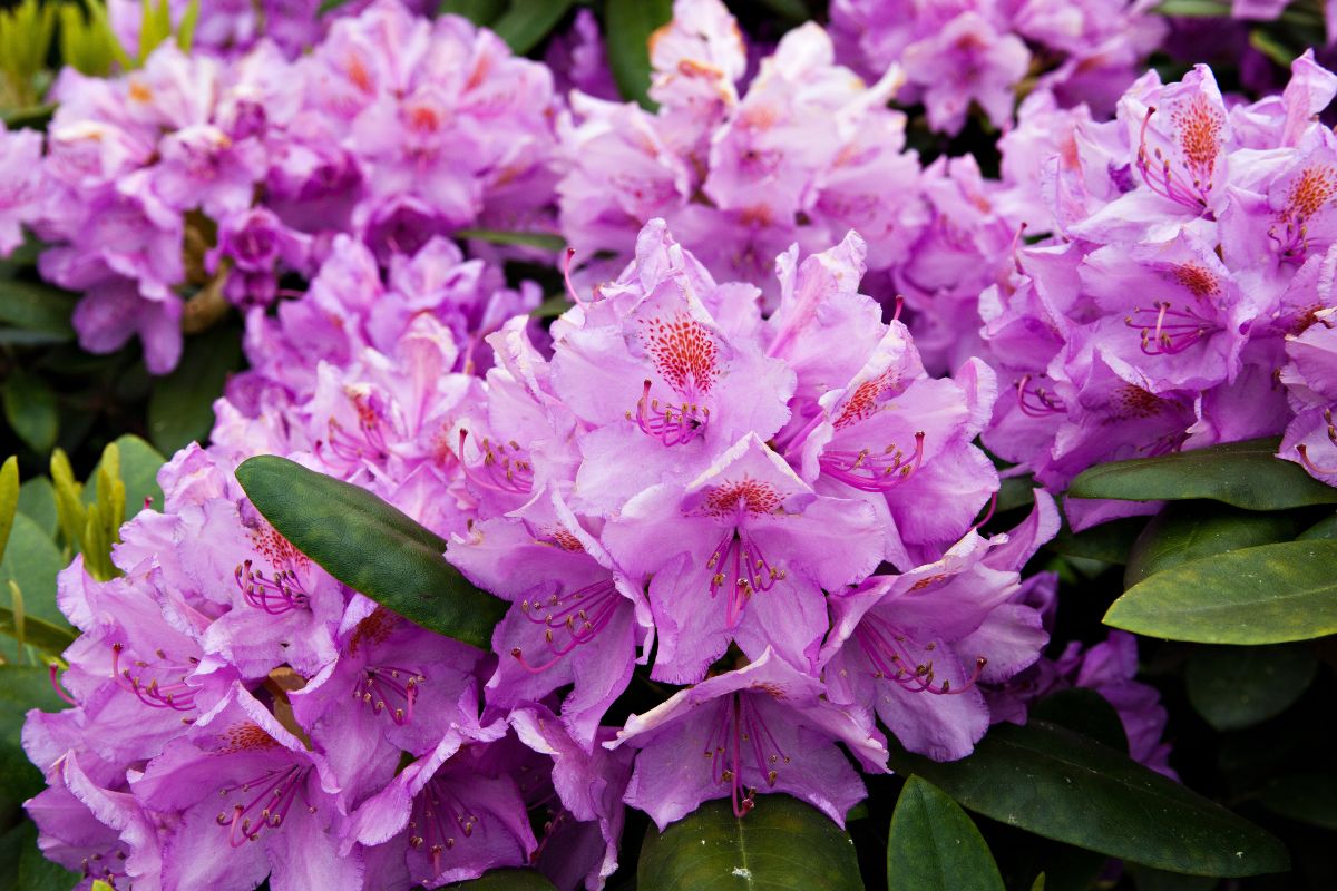 Rododendro