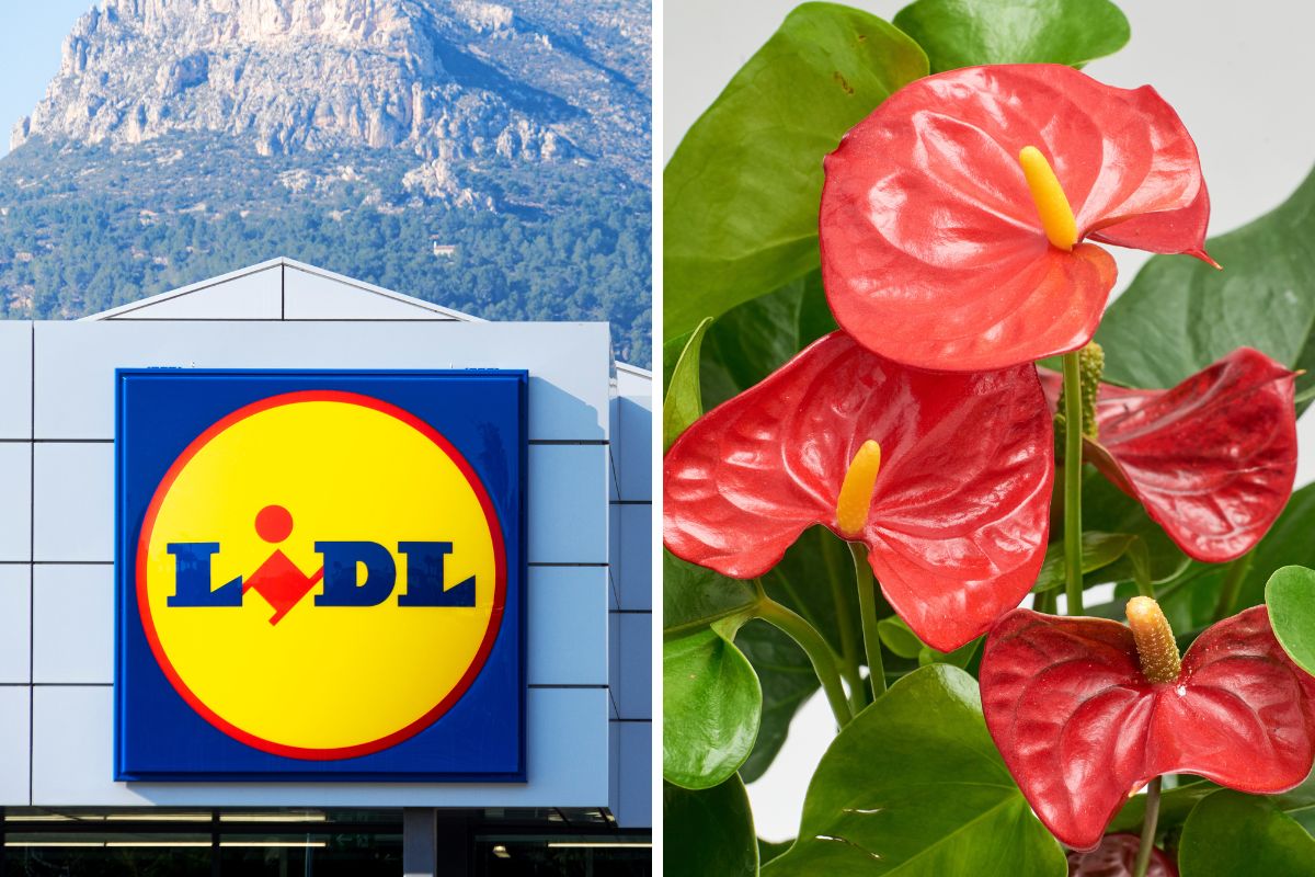 Lidl piante in offerta weekend