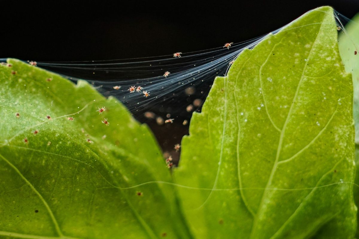 Ragnatele sulle foglie delle tue piante