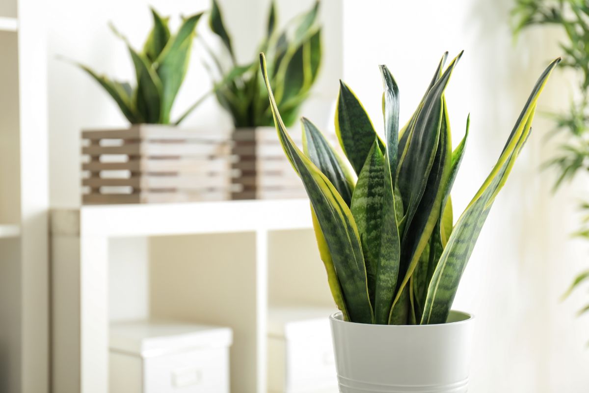 La sansevieria assorbe l’umidità e purifica l’aria