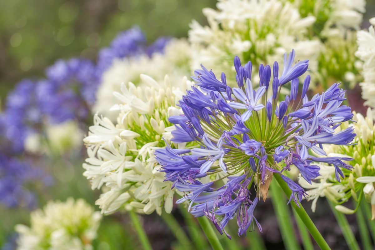 Come coltivare l'agapanto il fiore dell'amore