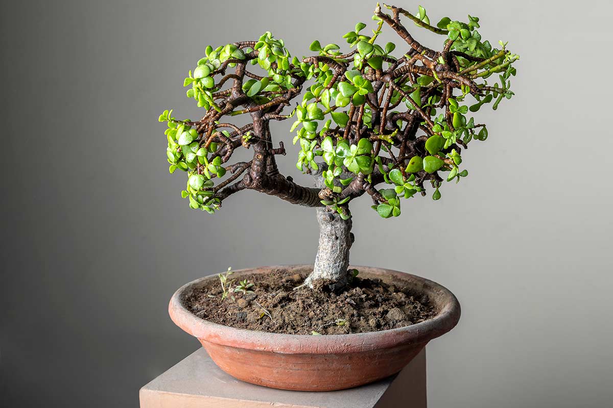 bonsaï d'arbre de jade