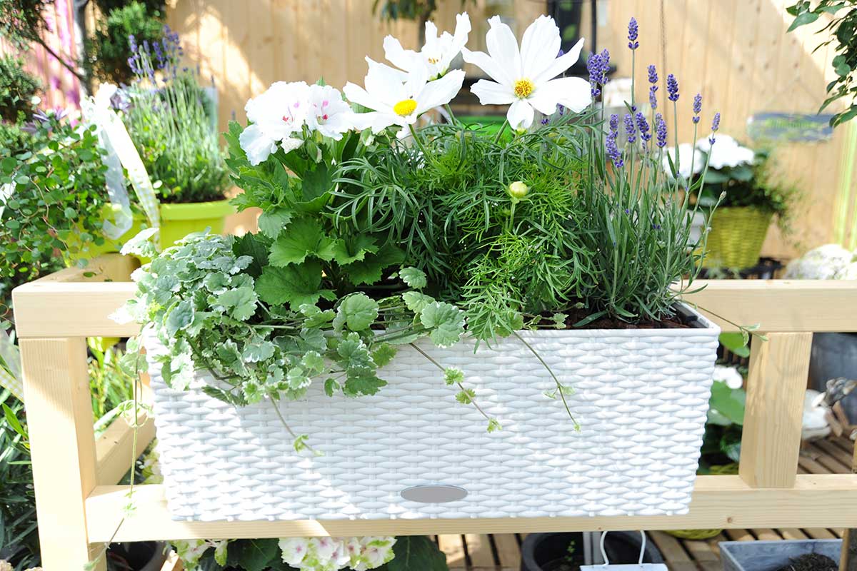 Vaso bianco con fiori bianchi su un balcone di città.