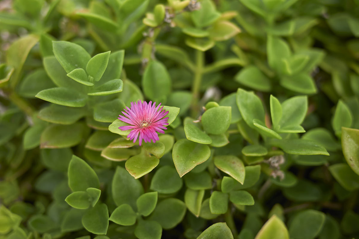 Aptenia con fiorellino rosa.