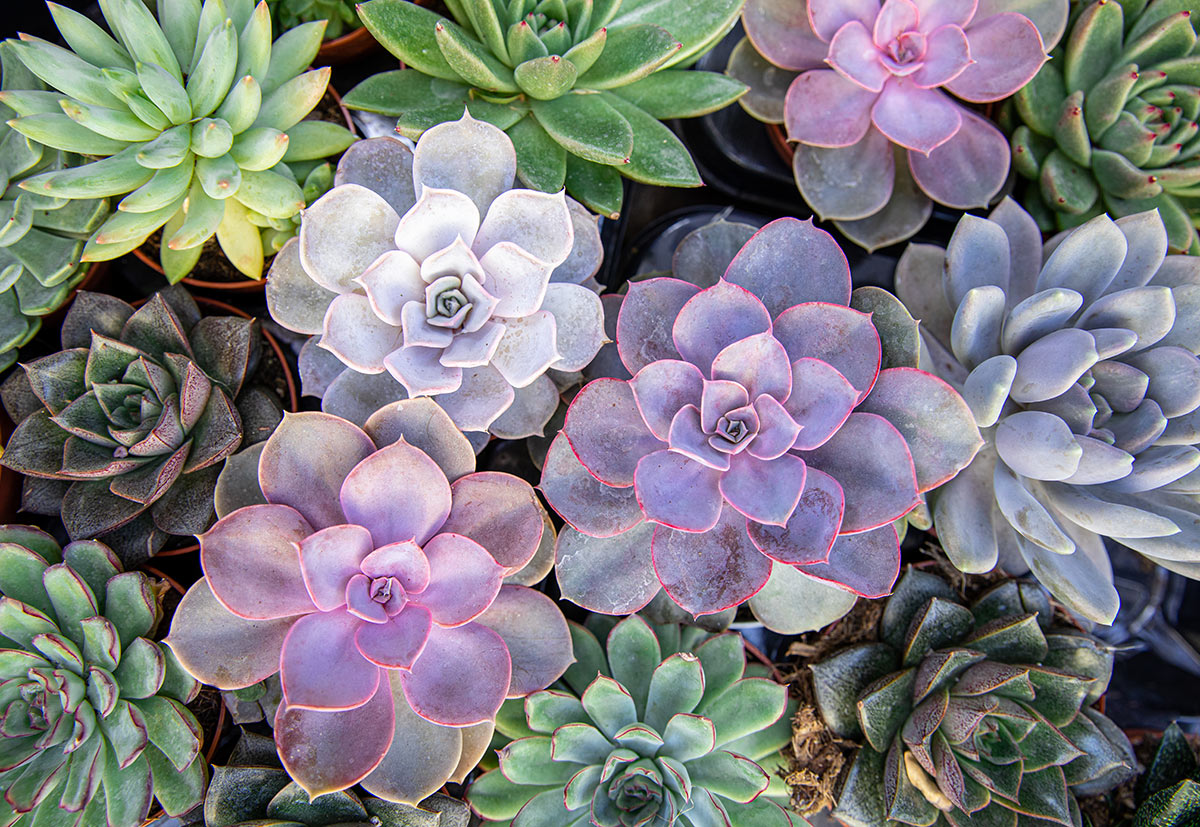 Le piante grasse Echeveria