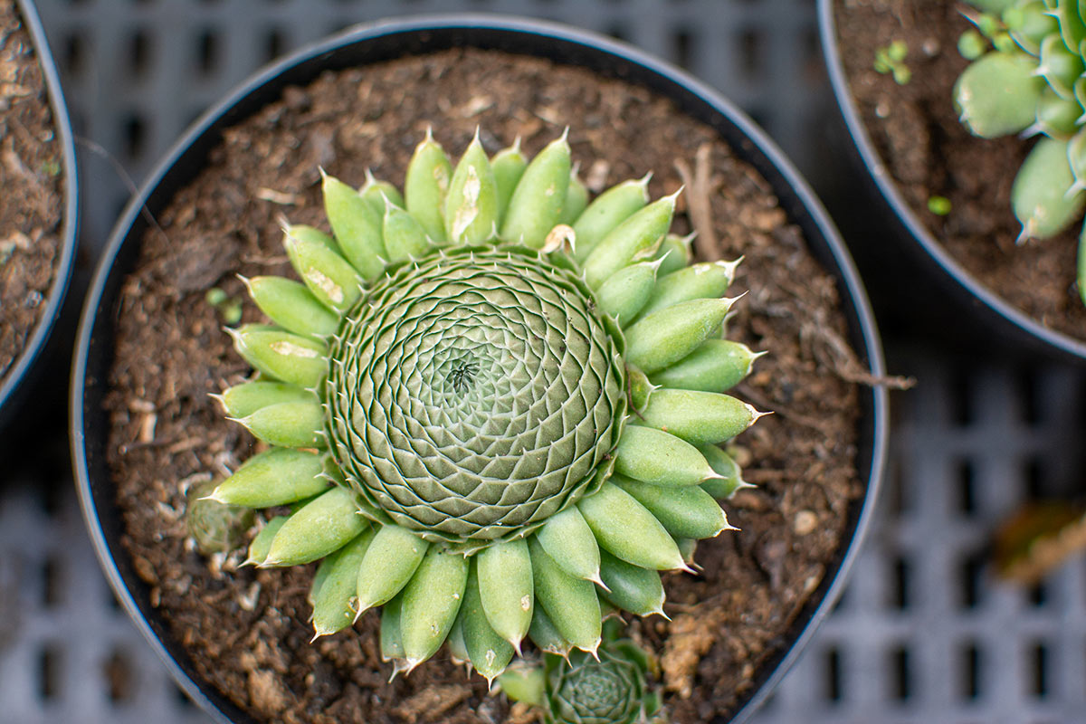 Bellissima Orostachys in vaso visto dall'alto.