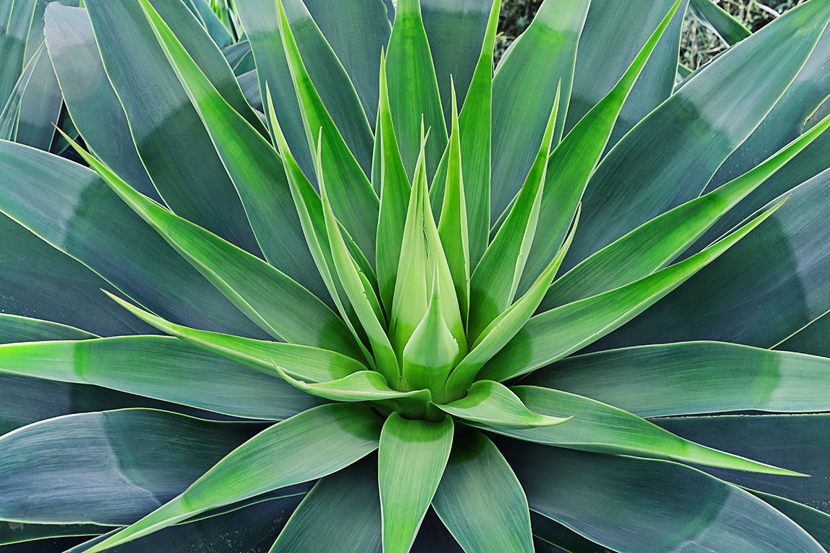 Agave in giardino.