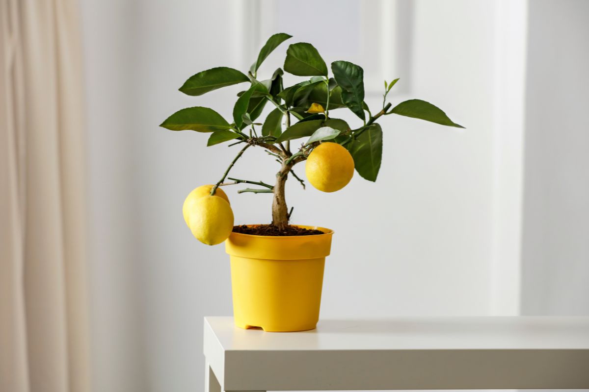 Albero di limone da seme in vaso