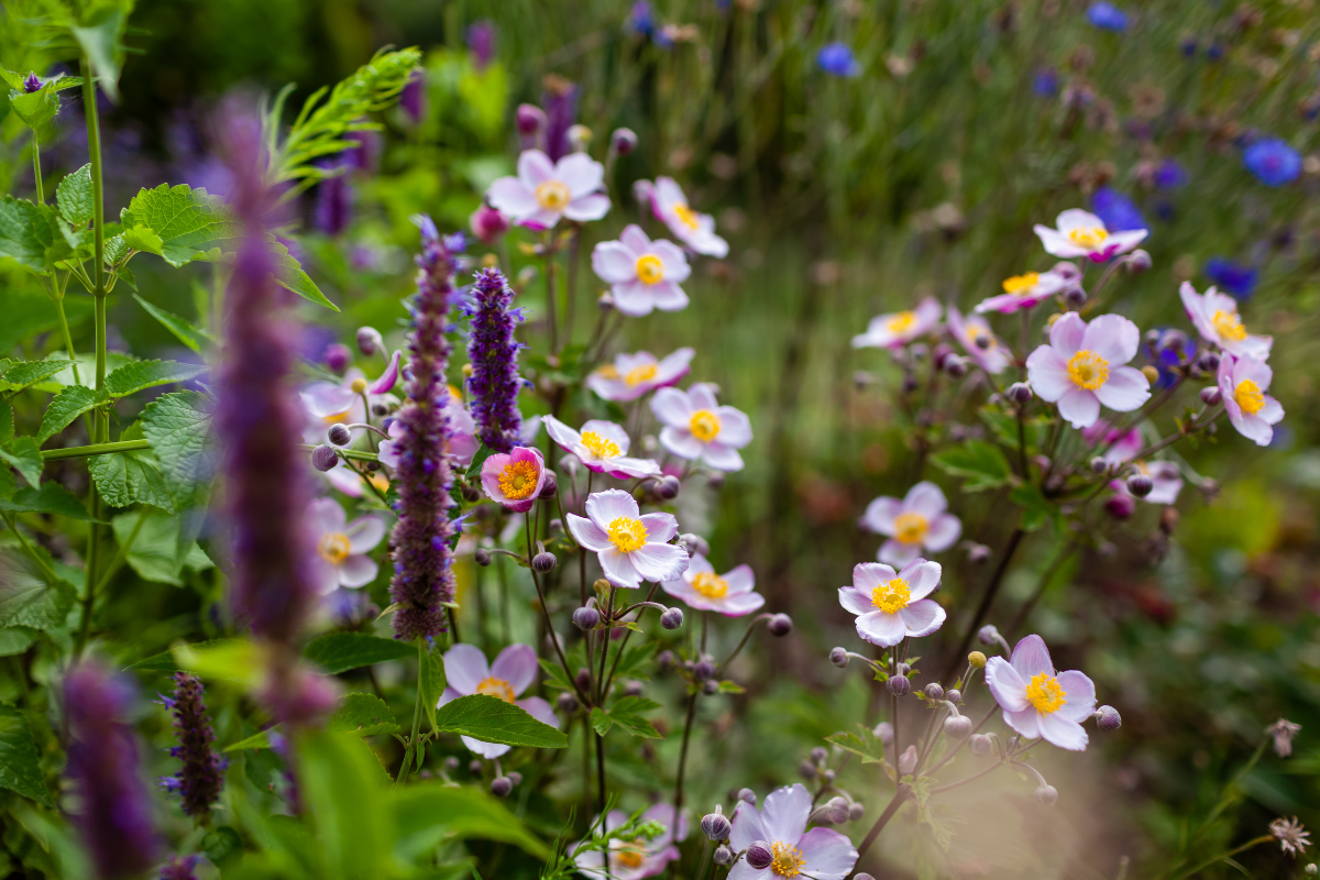 Coltivazione Anemone Giapponese