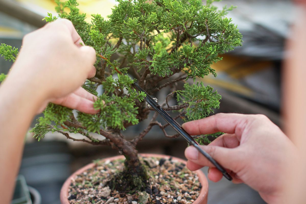 Bonsai perfetto scopri come e quando potare