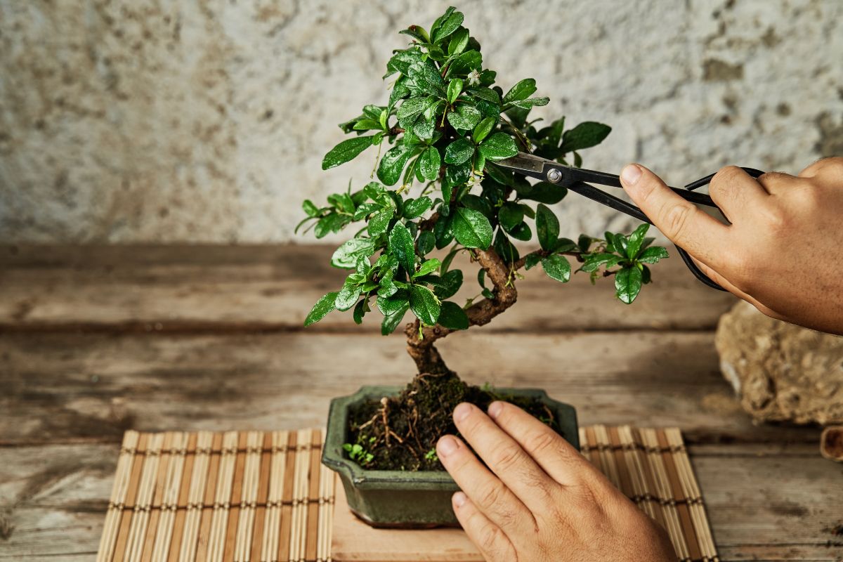 Bonsai come e quando potare