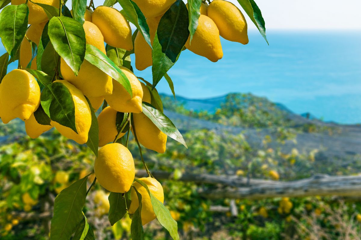 Limoni rigogliosi tutto l’anno