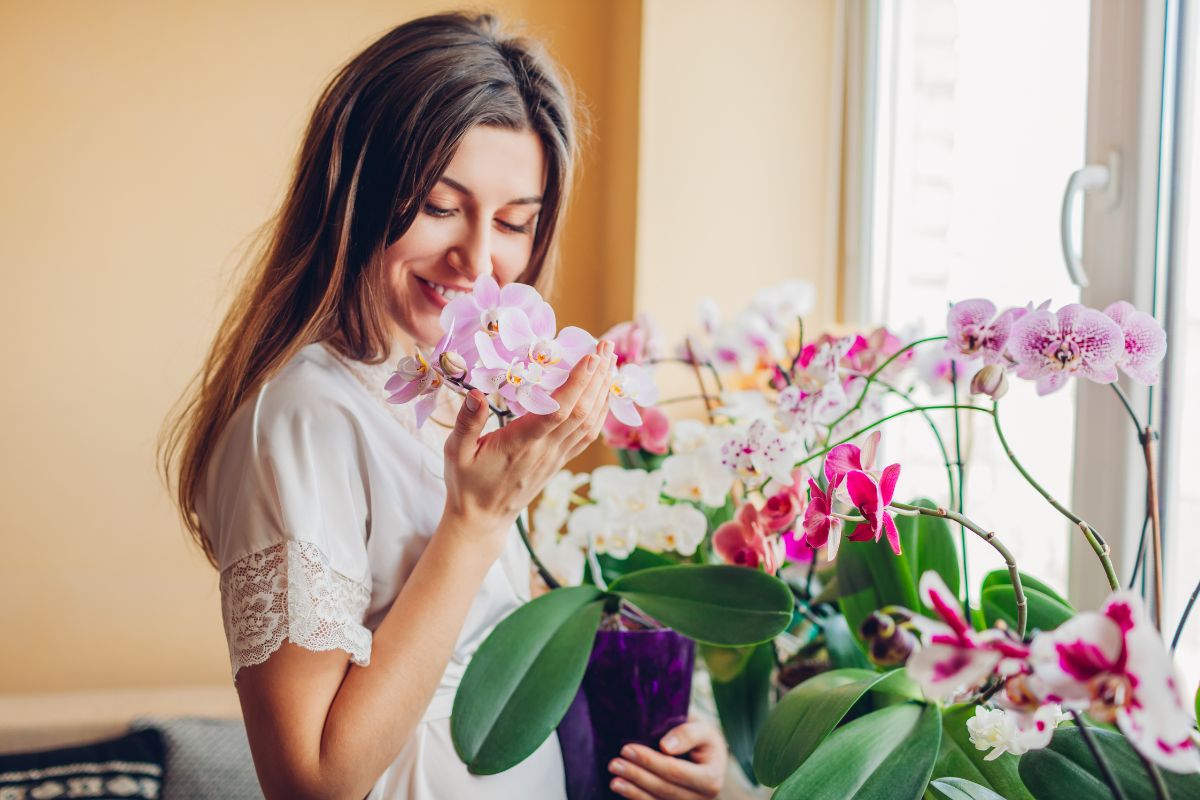 Cenere di legno come Fertilizzante per orchidee