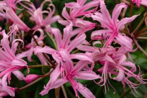 Fiori resistenti per un balcone