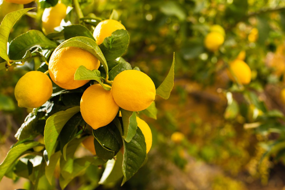 Perché le Foglie del limone che si arricciano