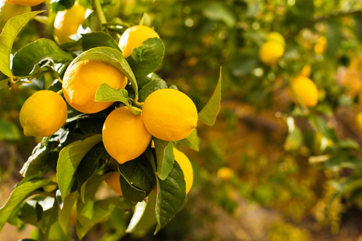 Problema foglie della pianta di limone