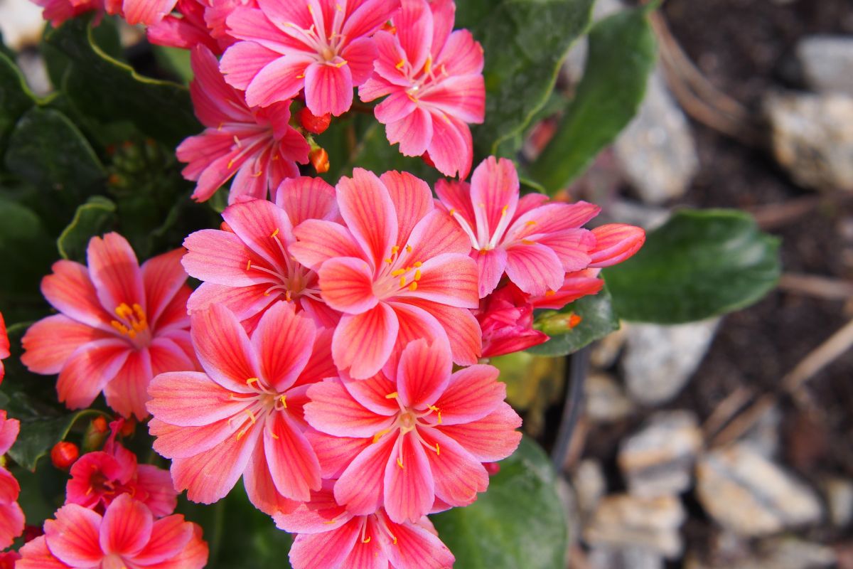 Lewisia non fiorisce cause e rimedio