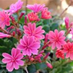 La Lewisia non fiorisce