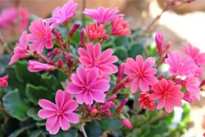 La Lewisia non fiorisce