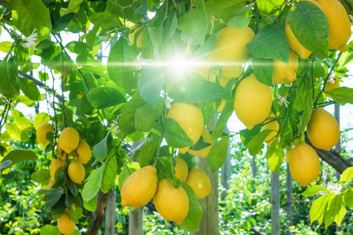 Come curare la pianta di limoni