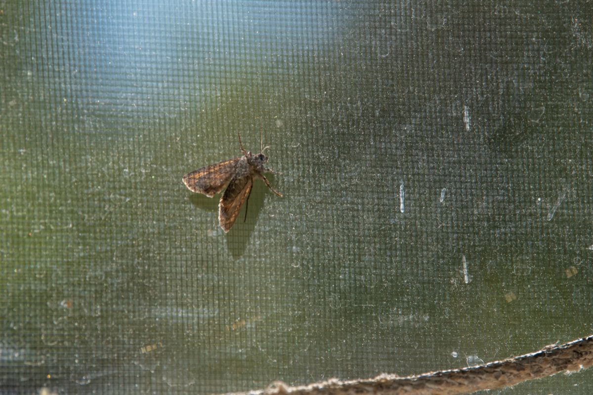 Falene in casa come liberartene in modo naturale