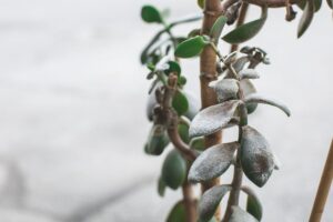 Albero di giada muffa soluzioni