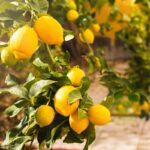 Metodi naturali per nutrire il limone