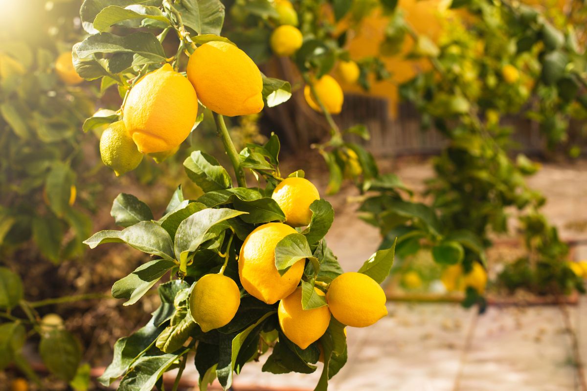 Metodi naturali per nutrire il limone