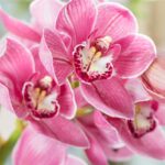 Fioritura orchidea autunno