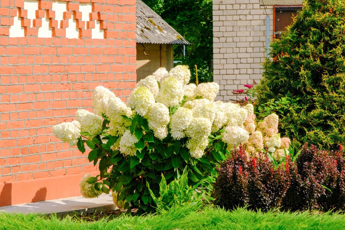 ortensie