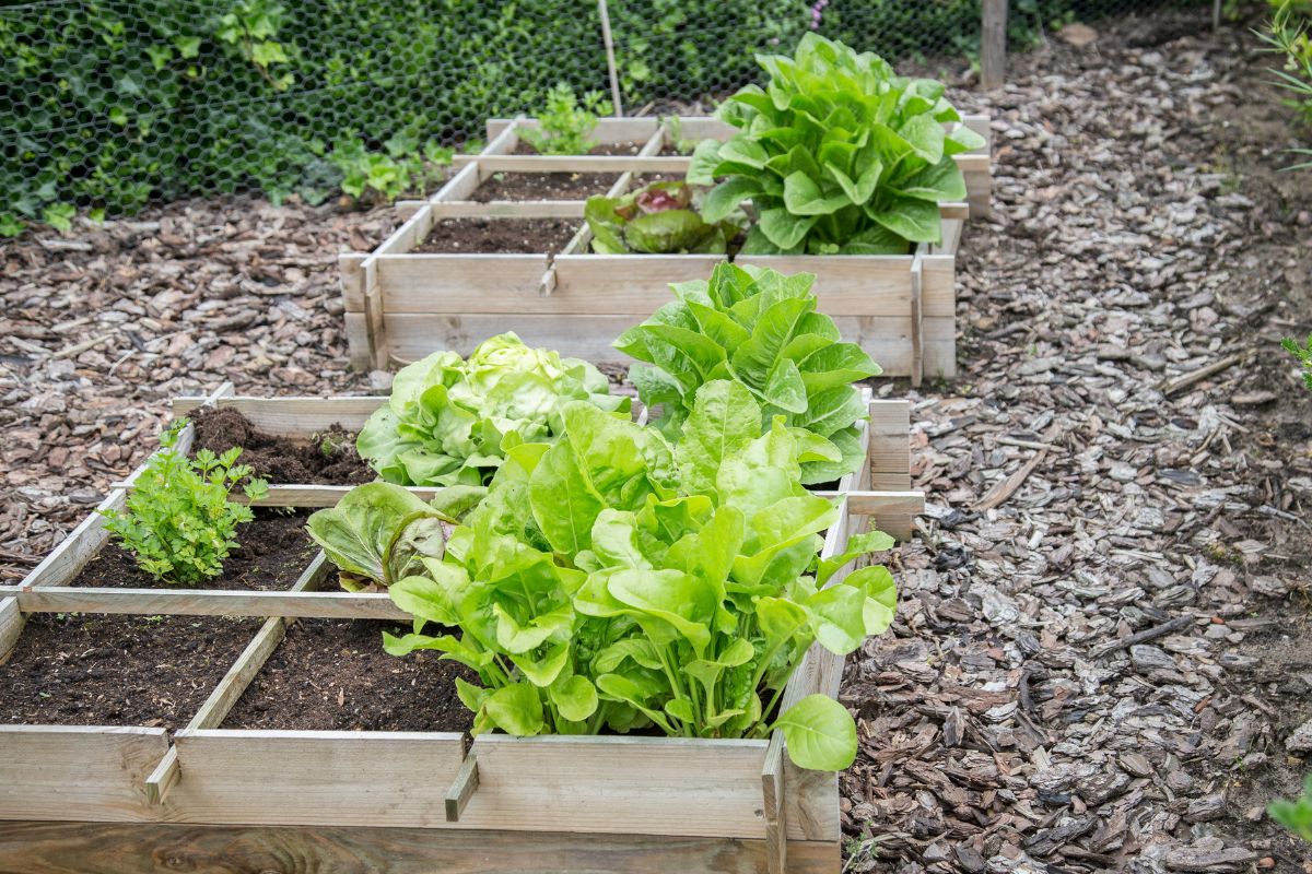 Trasforma lo spazio verde con un orto rialzato a quadretti