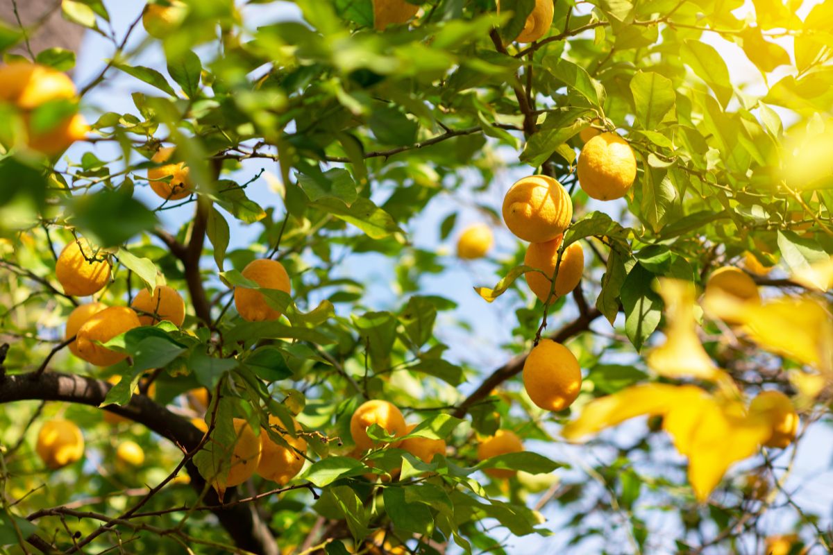 Foglie del limone arricciate