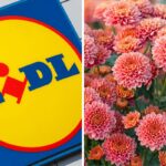 Lidl piante in offerta weekend