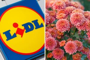 Lidl piante in offerta weekend