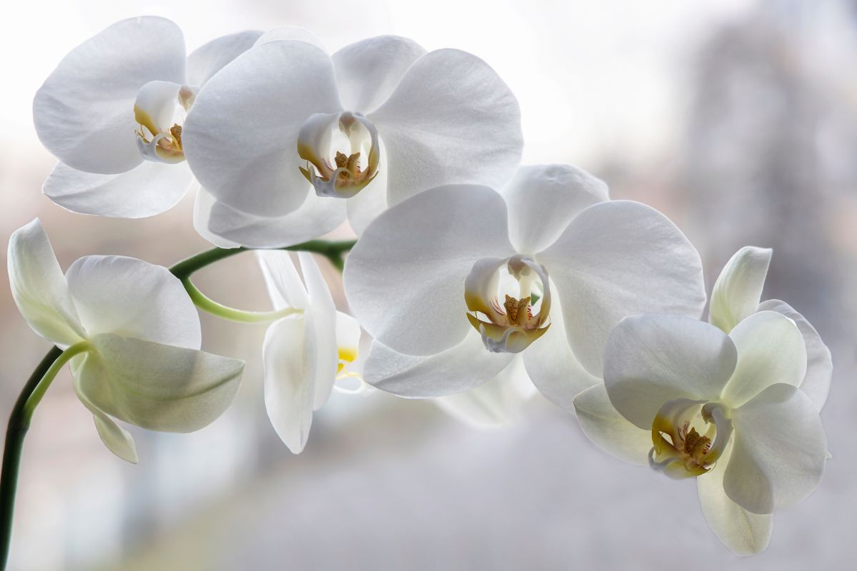 Orchidea Phalaenopsis