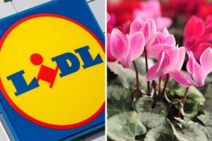 Lidl piante in offerta del fine settimana