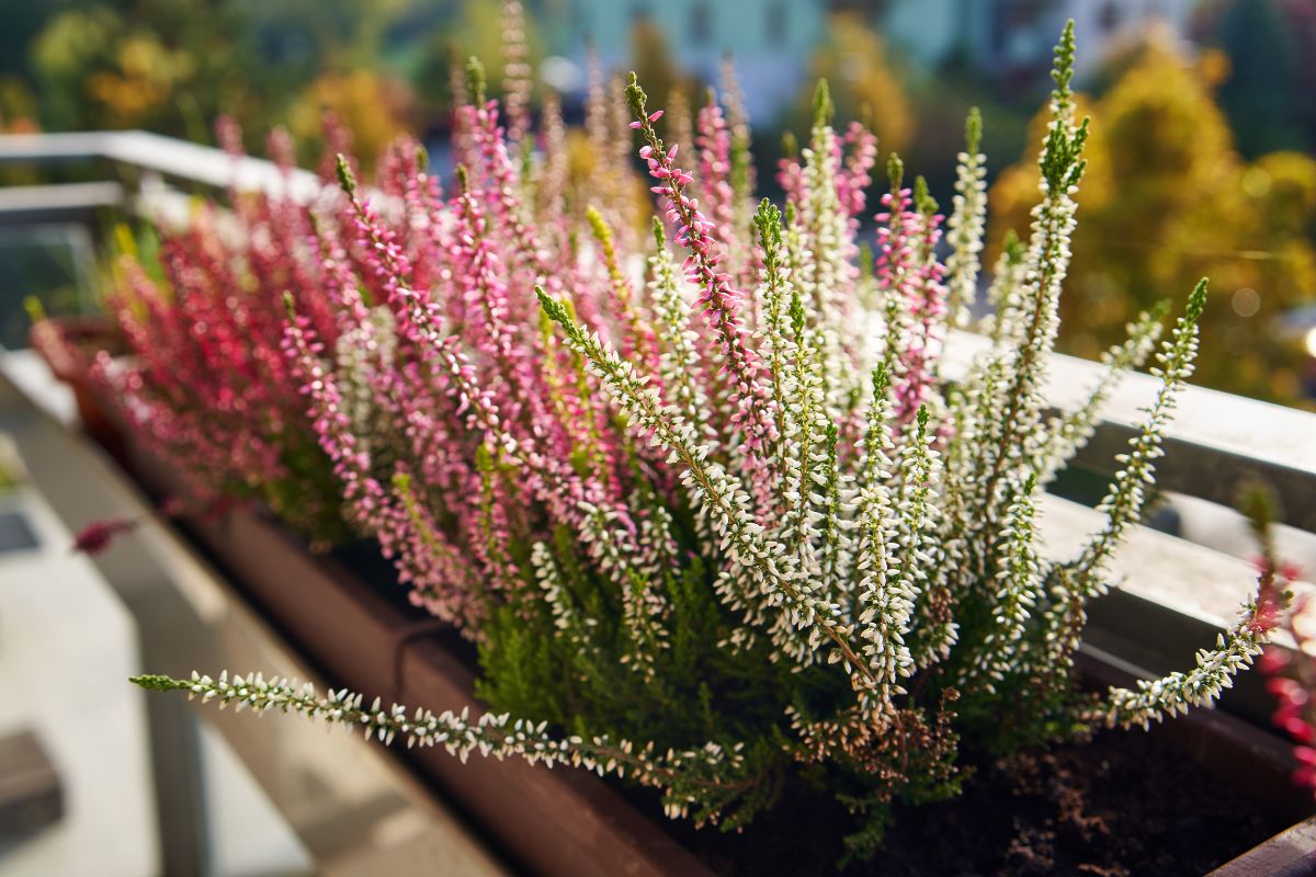 Settembre piante e fiori per un balcone mai spoglio