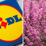 Lidl piante in offerta della settimana