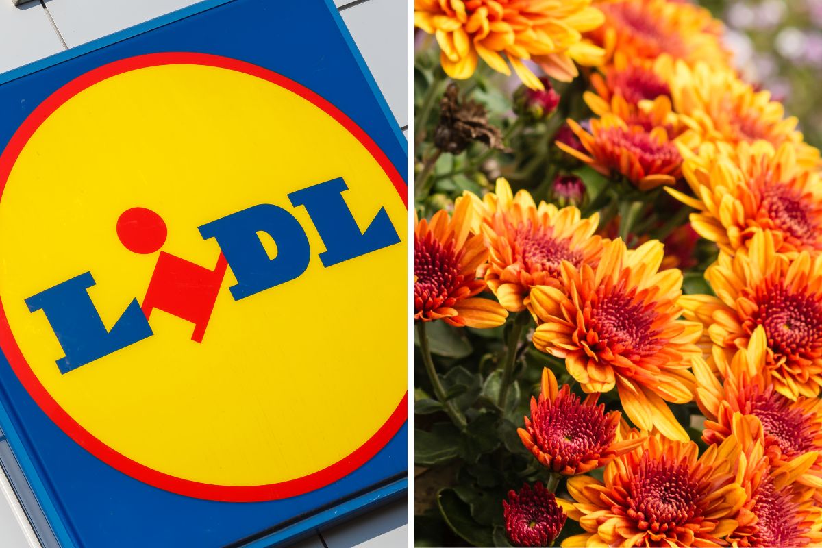 Lidl piante in offerta weekend